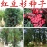 沙藏红豆杉种子正宗曼地亚红豆杉种子