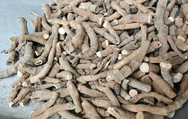 三白草根千余品种供应承接订单