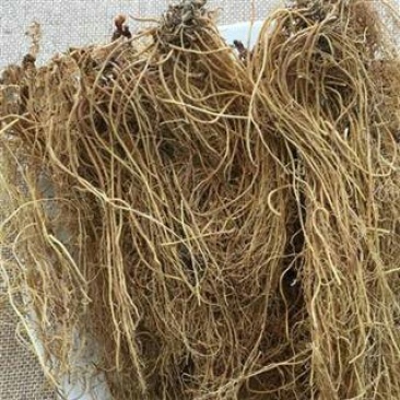 三十六荡三十六根老君须娃儿藤双飞蝴蝶千余品种