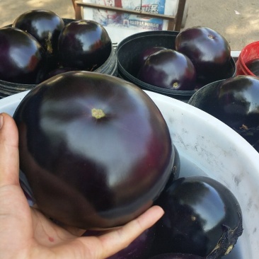 圆茄大量供应，现货批发