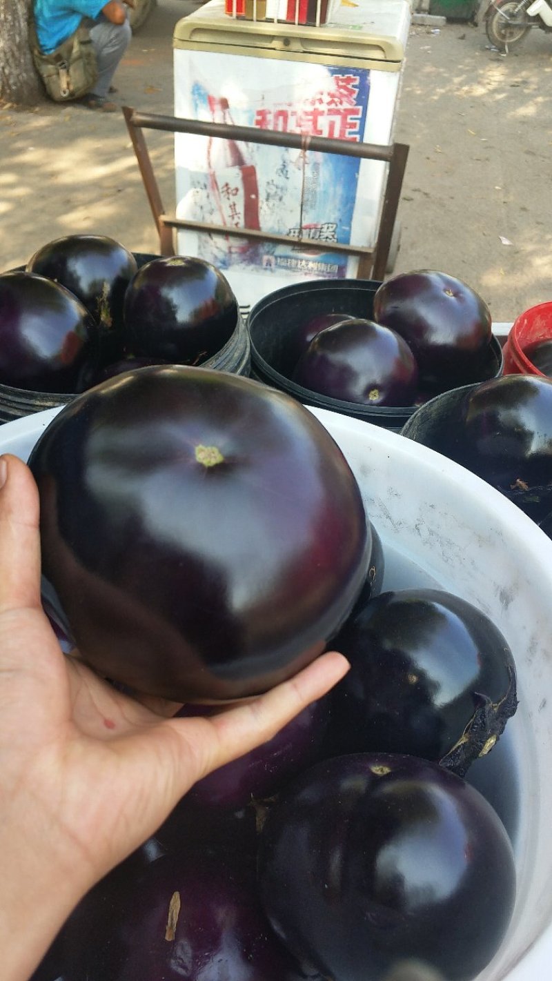 圆茄大量供应，现货批发