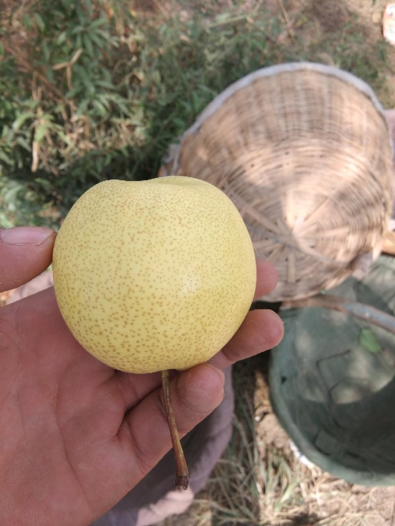 山坡上的酥梨，皮薄无渣核小，特甜，产地供货，货源充足