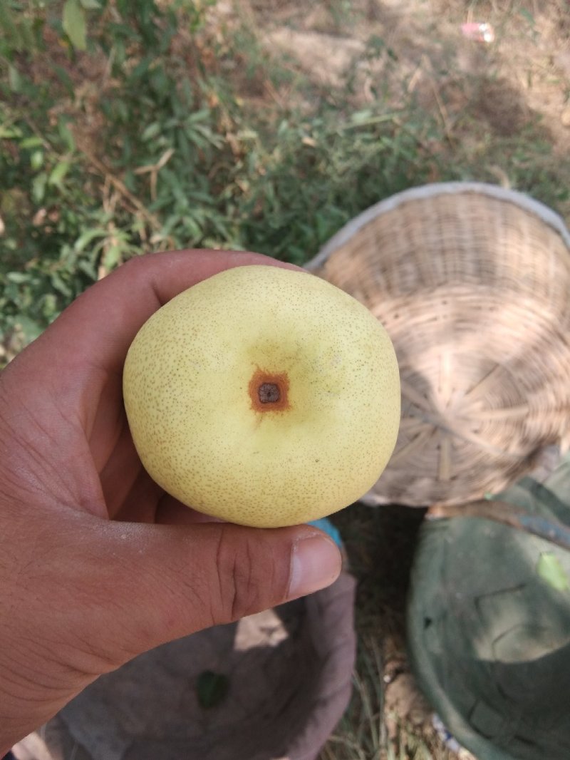 山坡上的酥梨，皮薄无渣核小，特甜，产地供货，货源充足