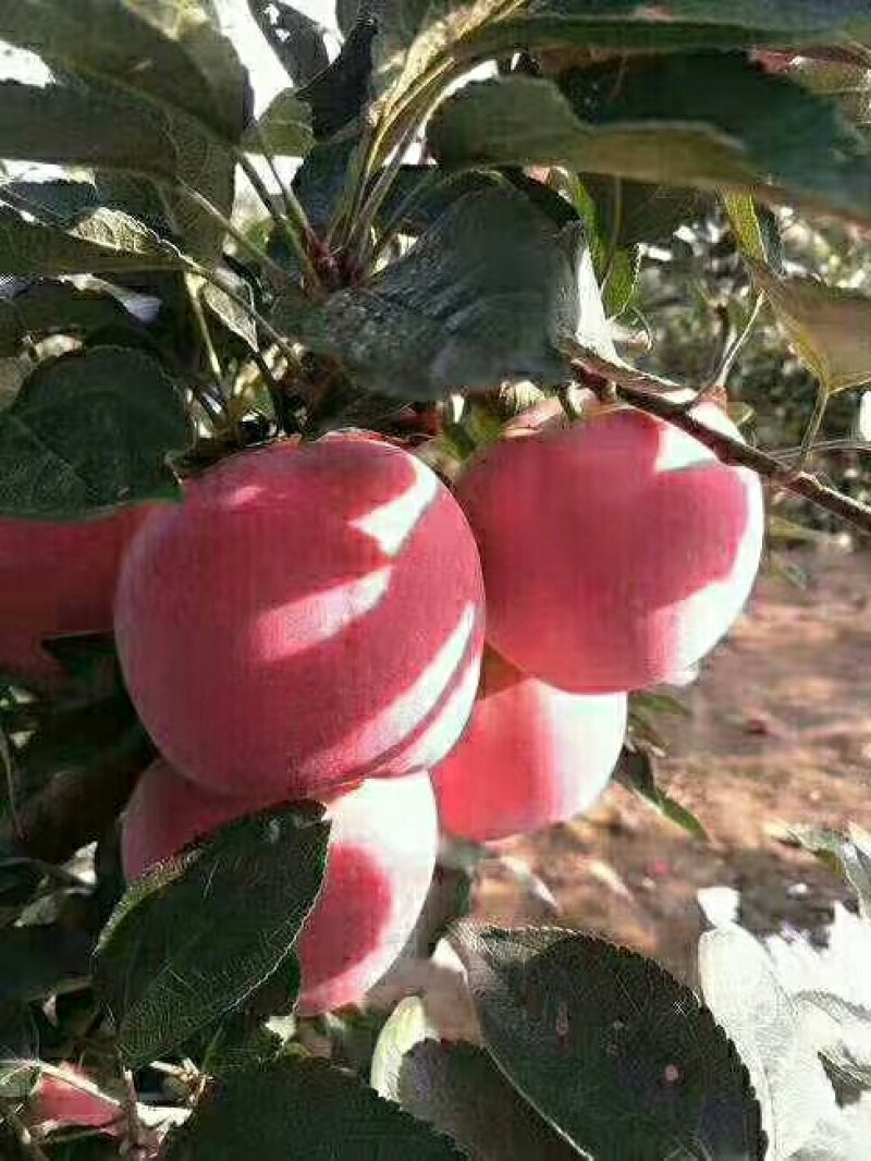 纸膜袋红星苹果大量上市