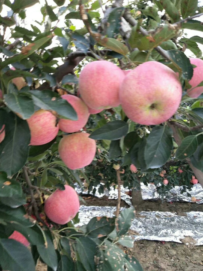 纸膜袋红星苹果大量上市