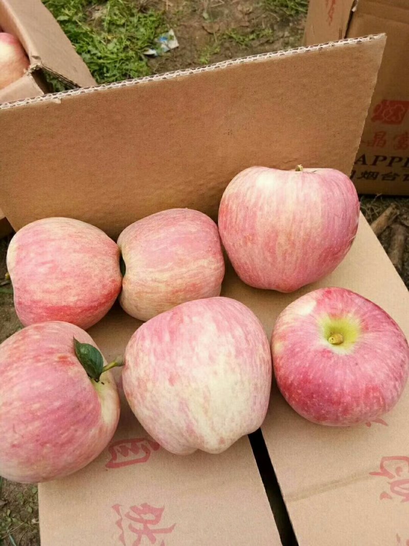 纸膜袋红星苹果大量上市