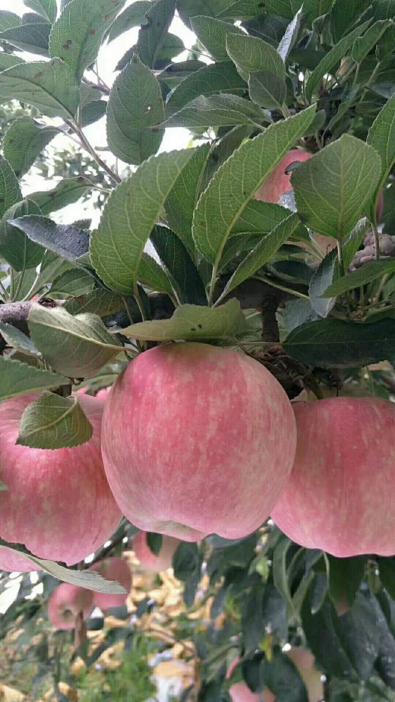 纸膜袋红星苹果大量上市