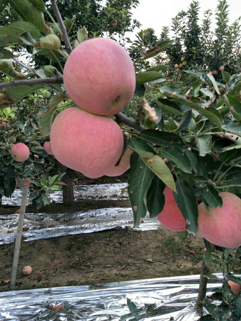 纸膜袋红星苹果大量上市