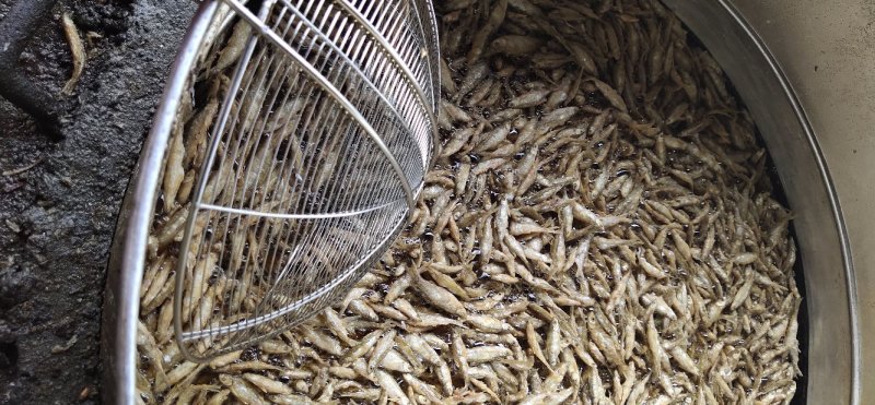 油炸白肖鱼