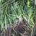 苦草四季常绿水生植物沉水植物