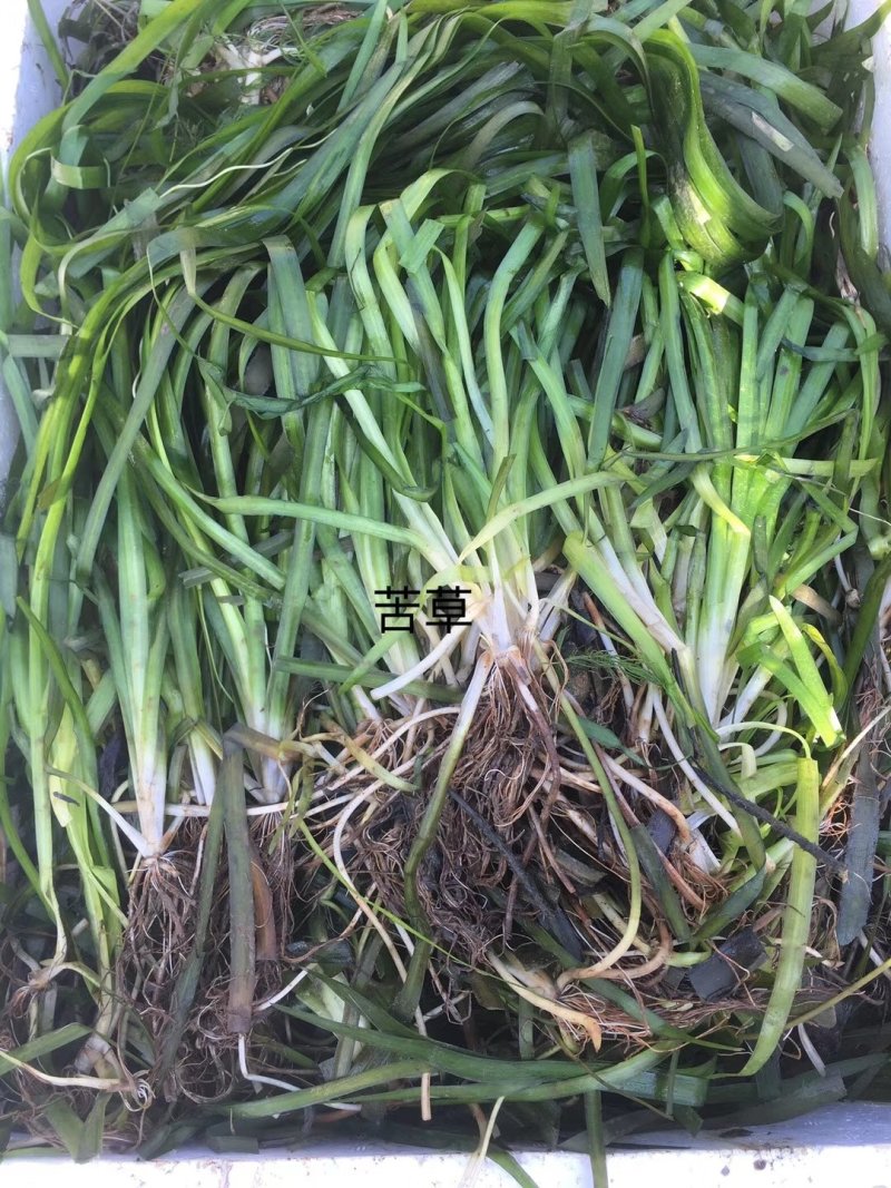 苦草四季常绿水生植物沉水植物