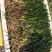 苦草四季常绿水生植物沉水植物