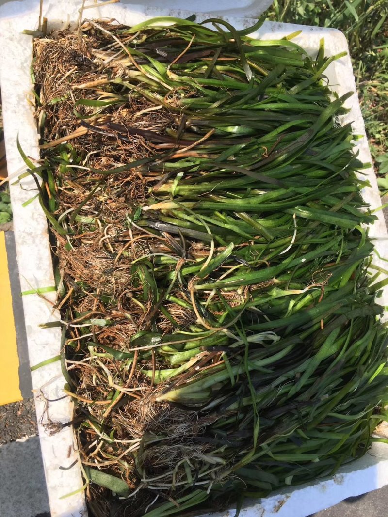 苦草四季常绿水生植物沉水植物