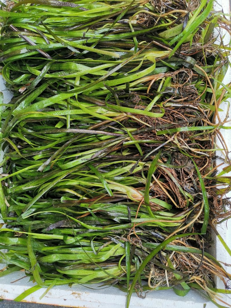 苦草四季常绿水生植物沉水植物