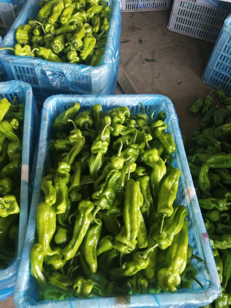 山东费县芜湖鲜辣椒大量上市，，质量很好，全国诚信发车