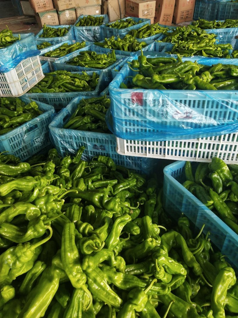 山东费县芜湖鲜辣椒大量上市，，质量很好，全国诚信发车