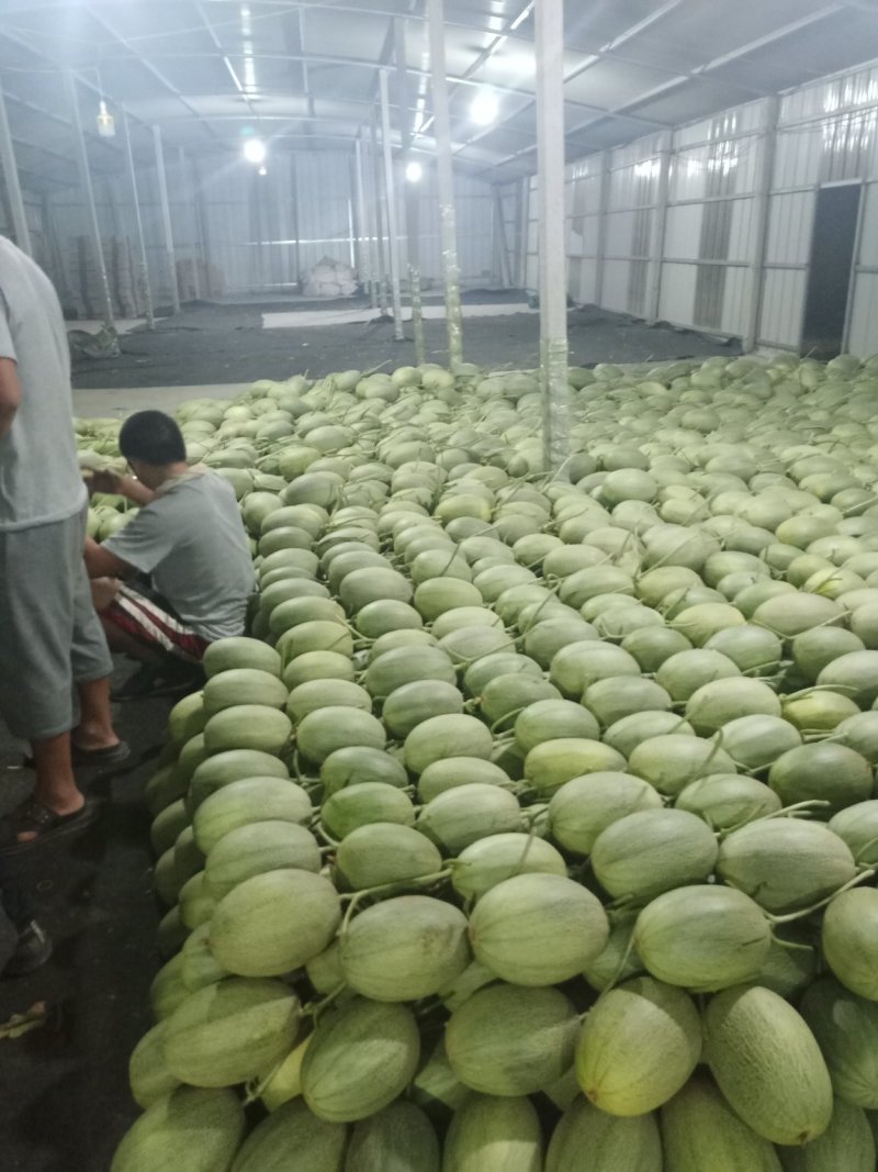 山东耀珑晓蜜25哈蜜瓜，诚信代收，种植面积大，大量上市，