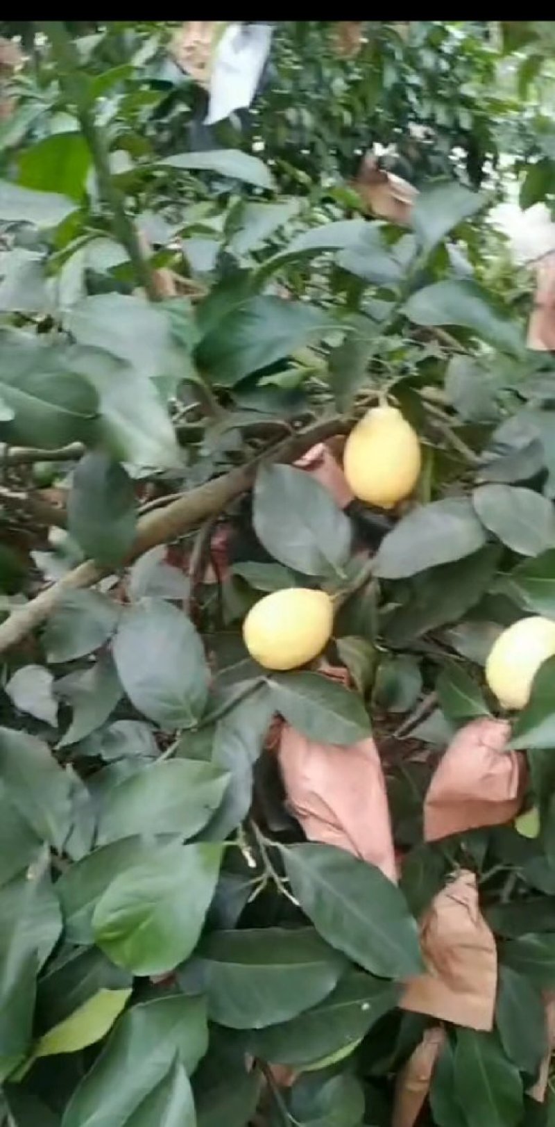 安岳县泓开柠檬种植专业合作社