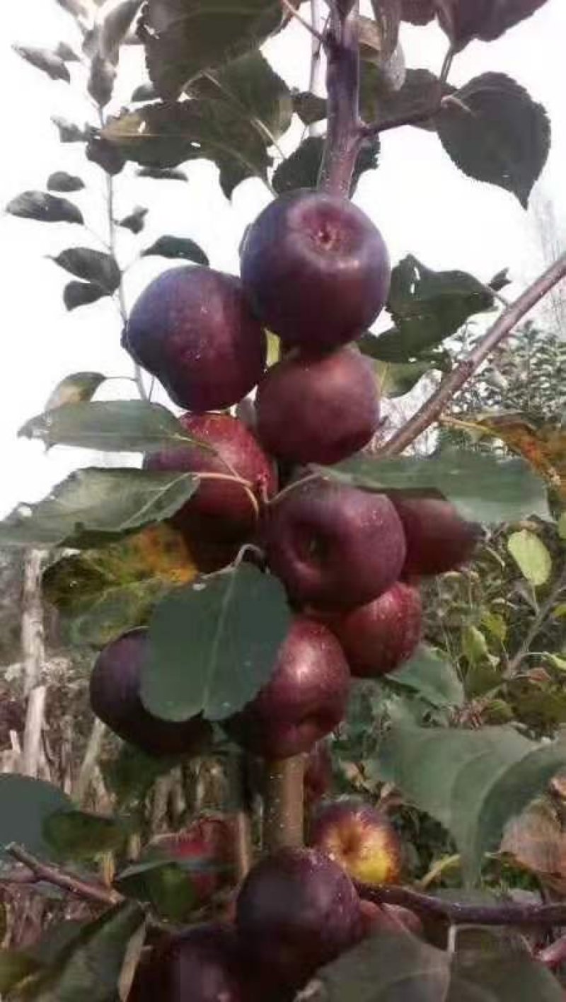 123.龙丰
