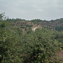 油茶鲜果