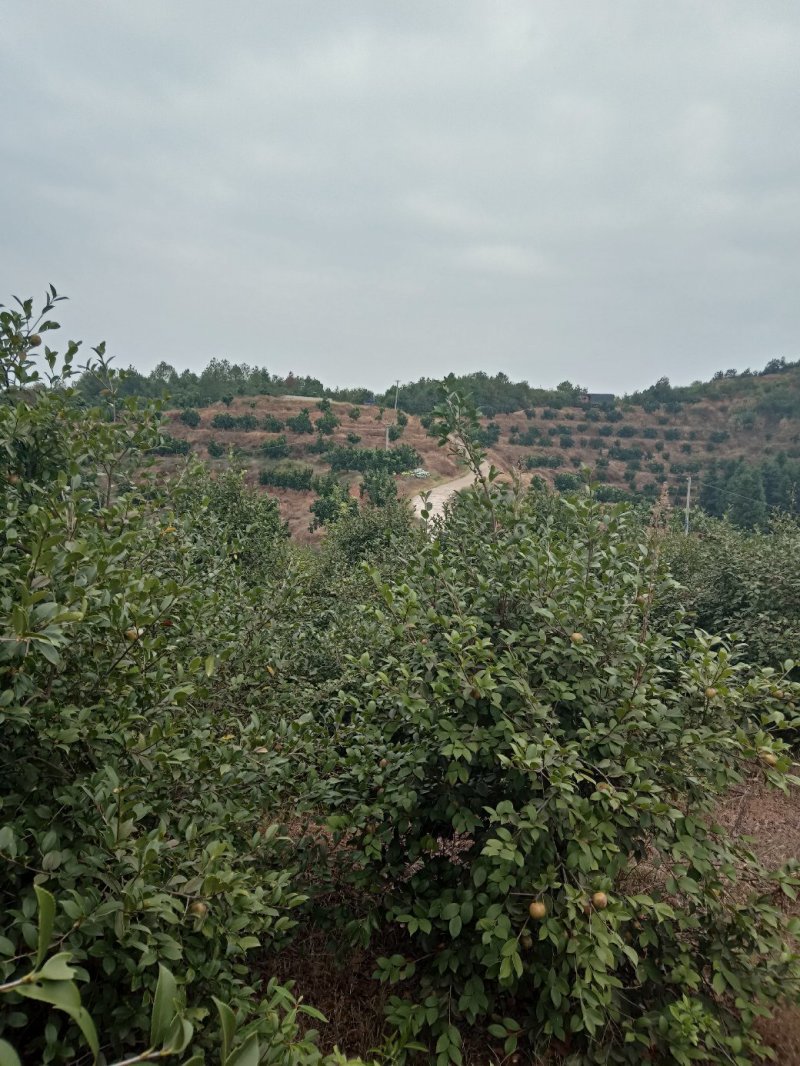 油茶鲜果