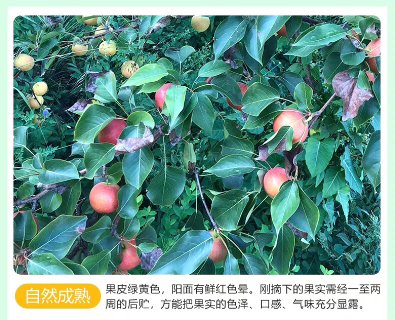 自家果园南果梨精品礼盒装