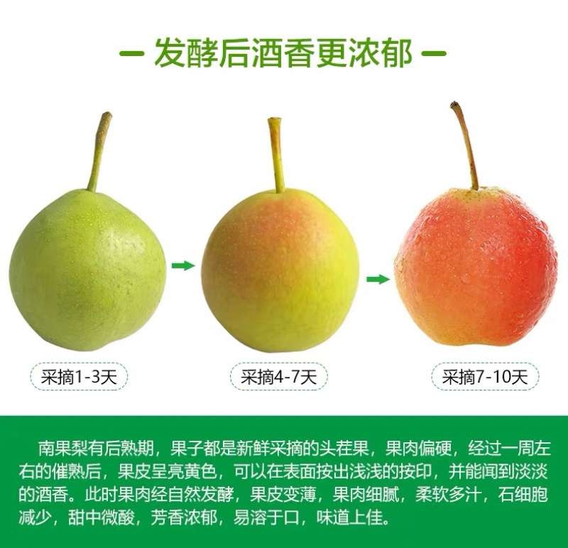 自家果园南果梨精品礼盒装