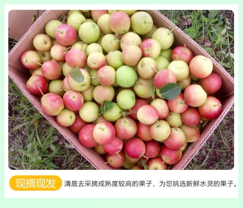 自家果园南果梨精品礼盒装