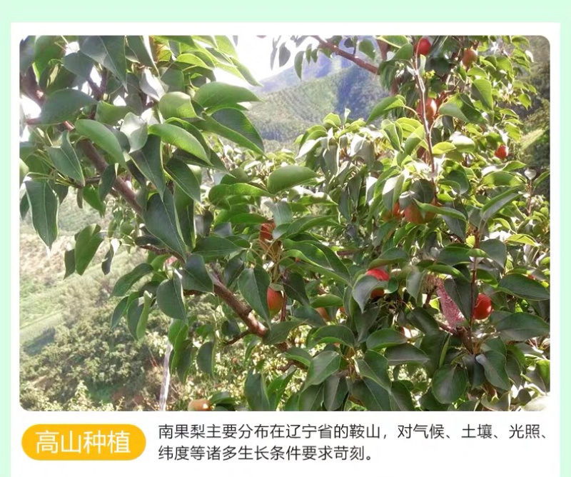自家果园南果梨精品礼盒装