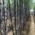 南沙区甘蔗欢迎各位老板光临订购