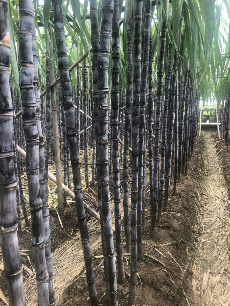 南沙区甘蔗欢迎各位老板光临订购