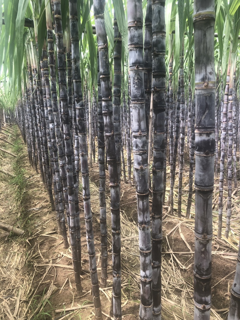 南沙区甘蔗欢迎各位老板光临订购