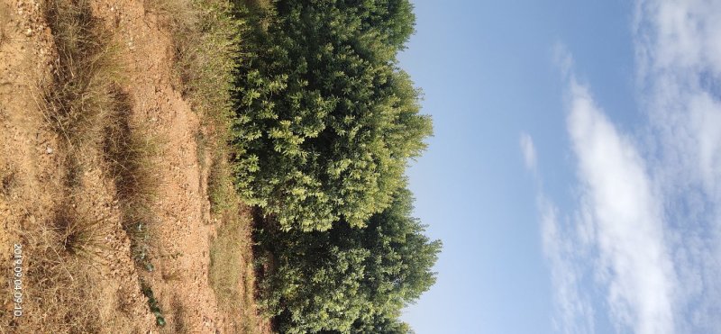 杨梅冠幅200－300公分