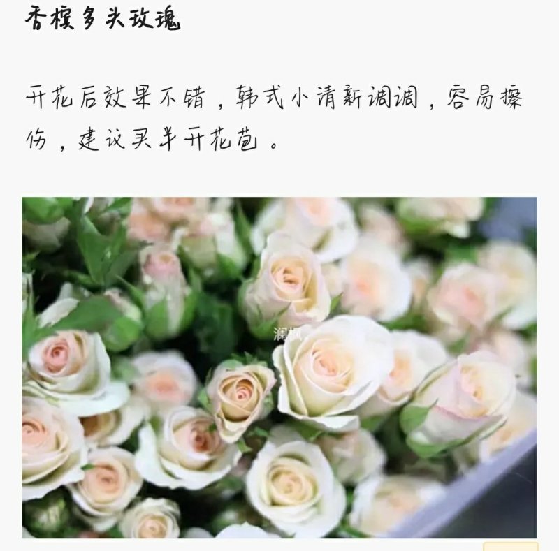 多头玫瑰泡泡系列，芭比，水晶，香槟，蝴蝶小苗批发零售