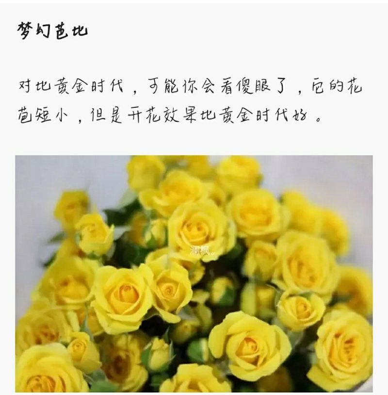 多头玫瑰泡泡系列，芭比，水晶，香槟，蝴蝶小苗批发零售