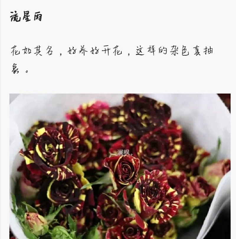 多头玫瑰泡泡系列，芭比，水晶，香槟，蝴蝶小苗批发零售