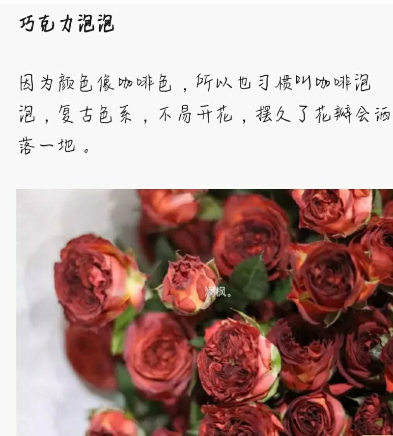 多头玫瑰泡泡系列，芭比，水晶，香槟，蝴蝶小苗批发零售