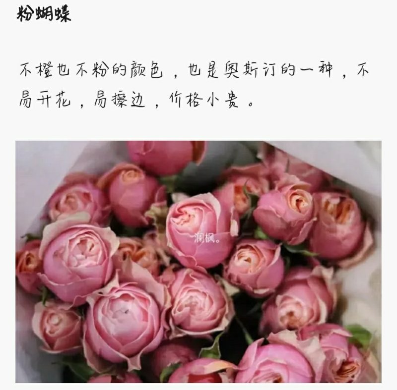 多头玫瑰泡泡系列，芭比，水晶，香槟，蝴蝶小苗批发零售