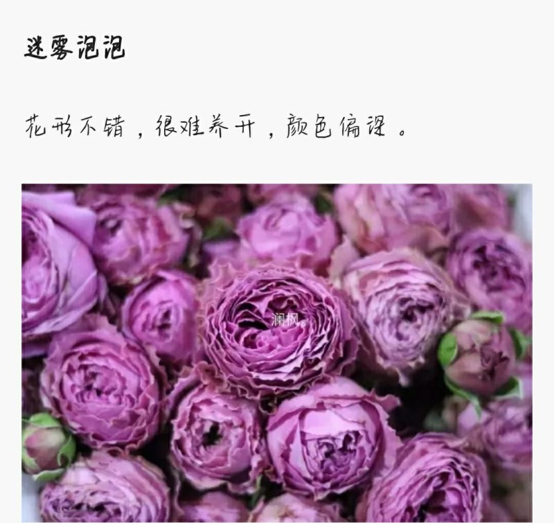 多头玫瑰泡泡系列，芭比，水晶，香槟，蝴蝶小苗批发零售