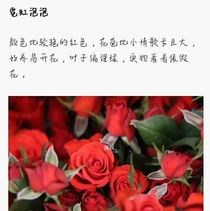 多头玫瑰泡泡系列，芭比，水晶，香槟，蝴蝶小苗批发零售