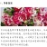 多头玫瑰泡泡系列，芭比，水晶，香槟，蝴蝶小苗批发零售