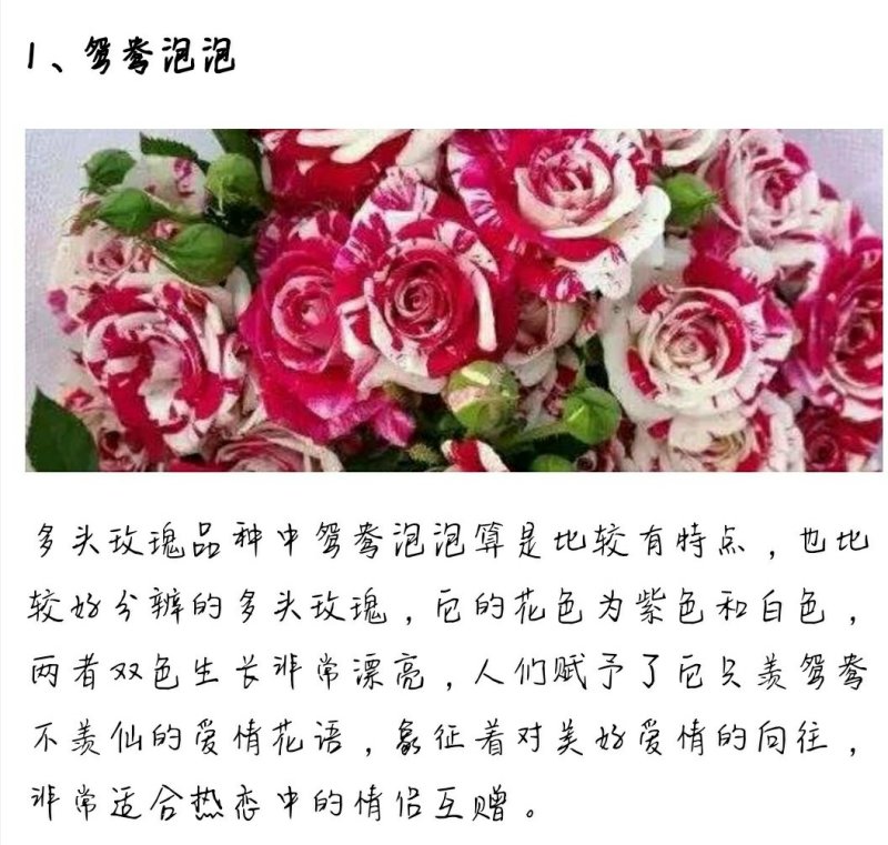 多头玫瑰泡泡系列，芭比，水晶，香槟，蝴蝶小苗批发零售
