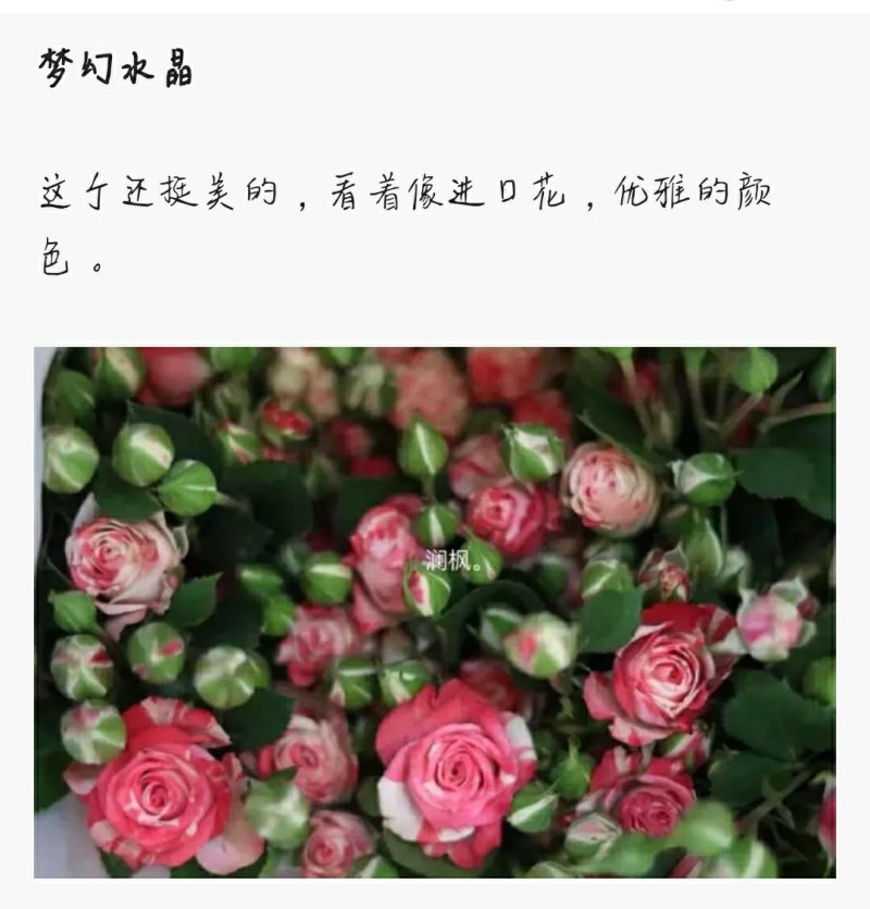多头玫瑰泡泡系列，芭比，水晶，香槟，蝴蝶小苗批发零售