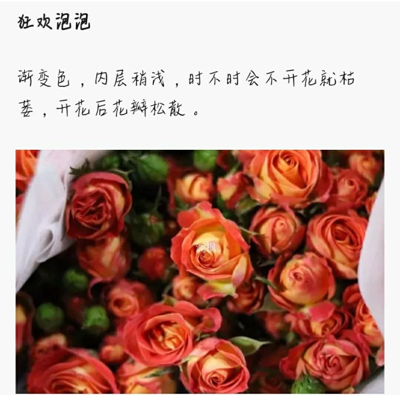 多头玫瑰泡泡系列，芭比，水晶，香槟，蝴蝶小苗批发零售