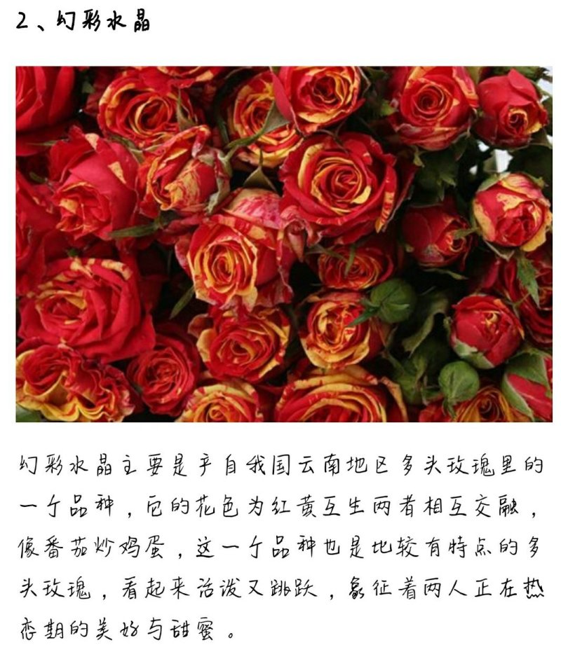 多头玫瑰泡泡系列，芭比，水晶，香槟，蝴蝶小苗批发零售
