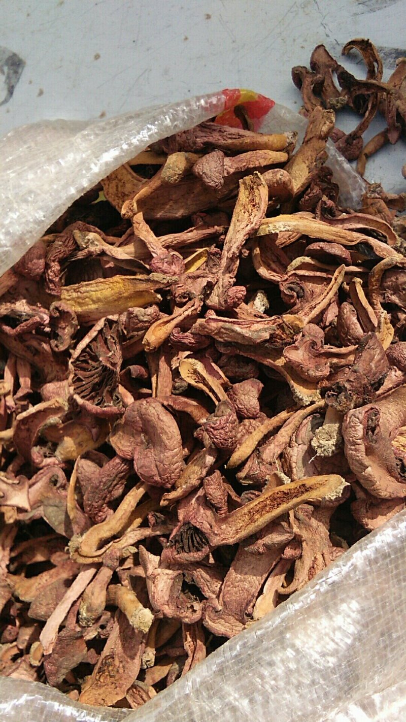 红蘑、松树伞、铆钉菇、肉蘑