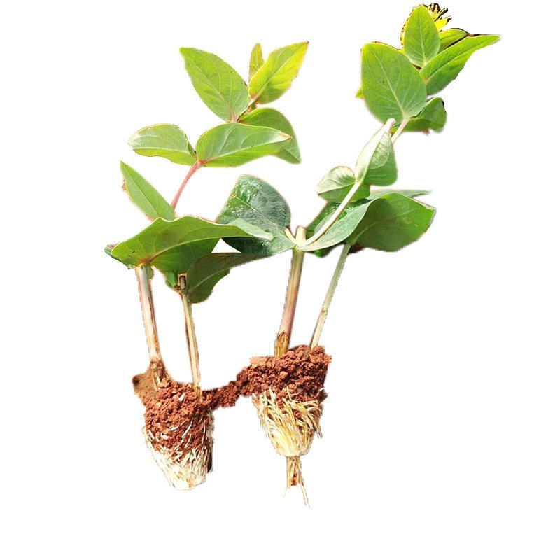 火龙珠相思豆情人果红果白果水晶果小苗批发零售