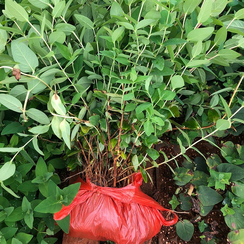 火龙珠相思豆情人果红果白果水晶果小苗批发零售