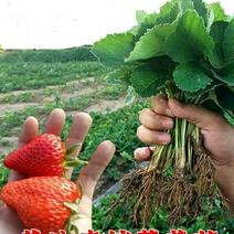 草莓苗品种齐全包技术指导