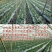 四季奶油草莓苗盆栽地栽阳台庭院栽种品种齐全包技术指导